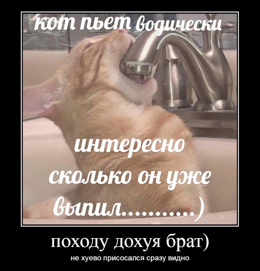 Кот пьет интересно сколько цже походу дохуя Opar) сразу видно
