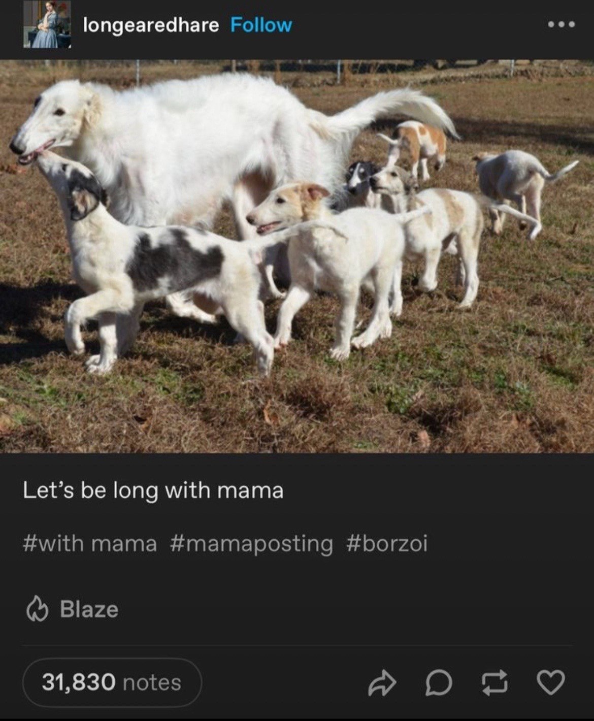 eee 4 longearedhare Follow mee Let’s be long with mama #borzoi #with mama #mamaposting Blaze 31,830 notes О