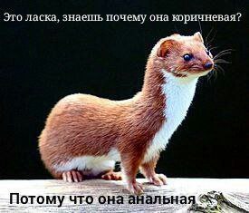 Это ласка, знаешь почему она коричневая? or Потому что она анальная