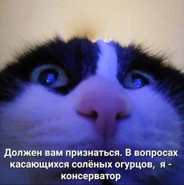 Должен вам признаться. В вопросах касающихся солёных огурцов, я консерватор