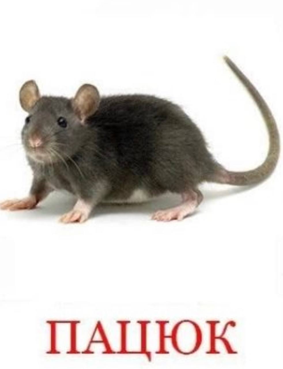 ПАЦЮК