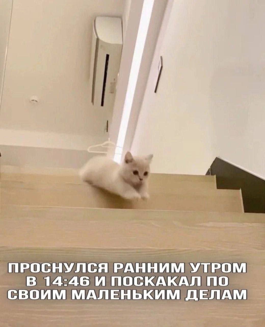 i ПРОСНУЛСЯ РАННИМ УТРОМ В 14:46 И ПОСКАКАЛ ПО СВОИМ МАЛЕНЬКИМ ДЕЛАМ