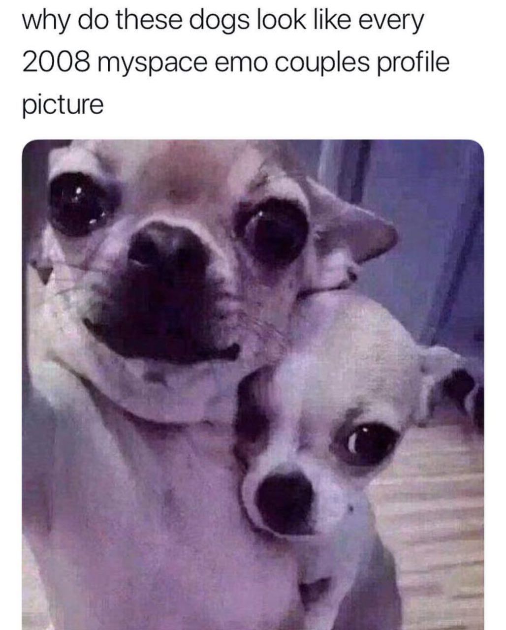 why these dogs look like every 2008 myspace emo couples profile picture