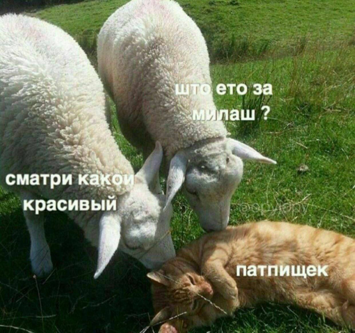 ето за сматри к красивый, патпищек a