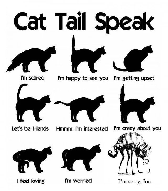 Cat Тай Speak scared happy to see you getting upset Let’s be friends Hmmm. interested crazy about you 4 feel loving worried sorry, Jon
