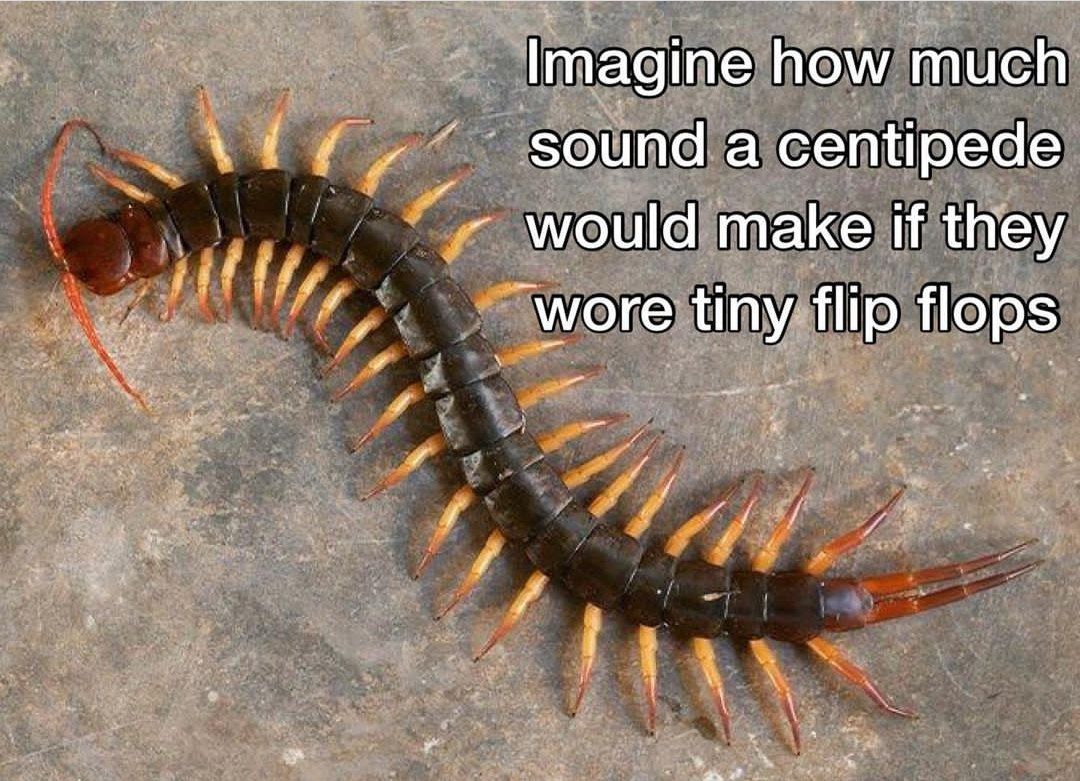 |падте how much sound a centipede would make if they wore tiny flip flops