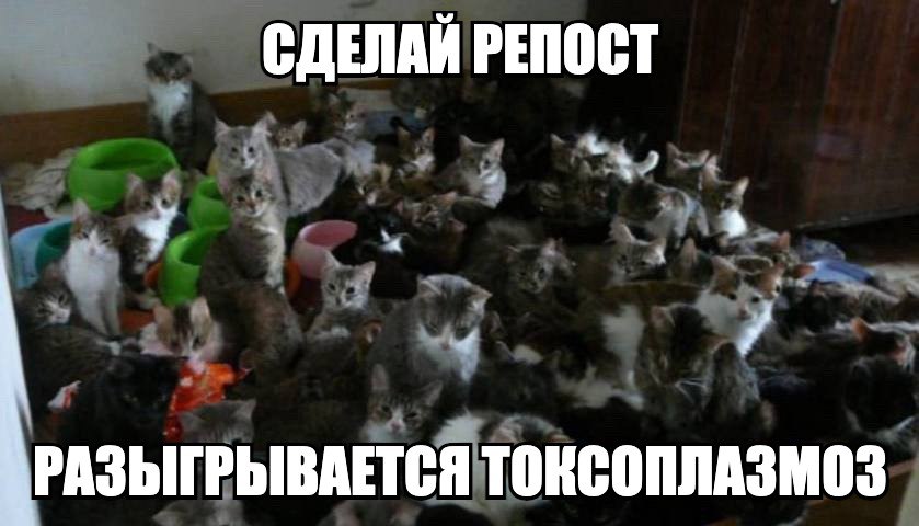 СДЕЛАЙ РЕПОСТ РАЗЫГРЫВАЕТСЯ ТОКСОПЛАЗМОЗ