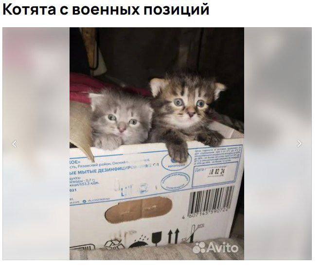 Котята с военных позиций