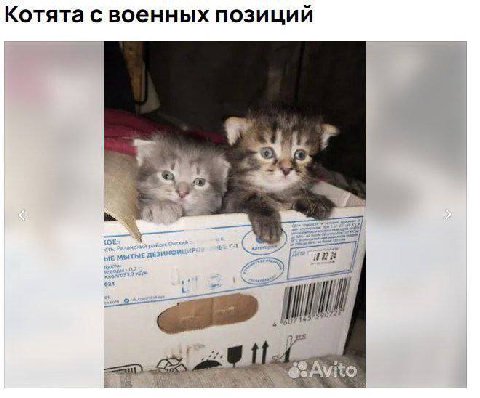 Котята с военных позиций