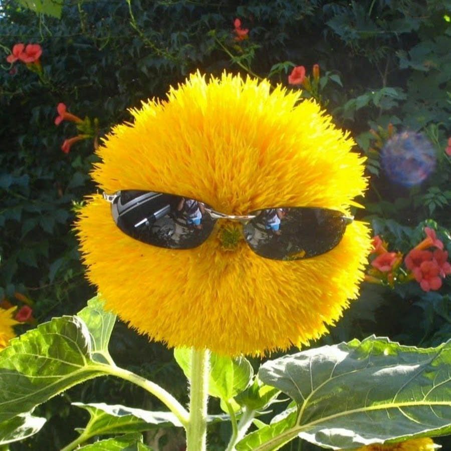 a и