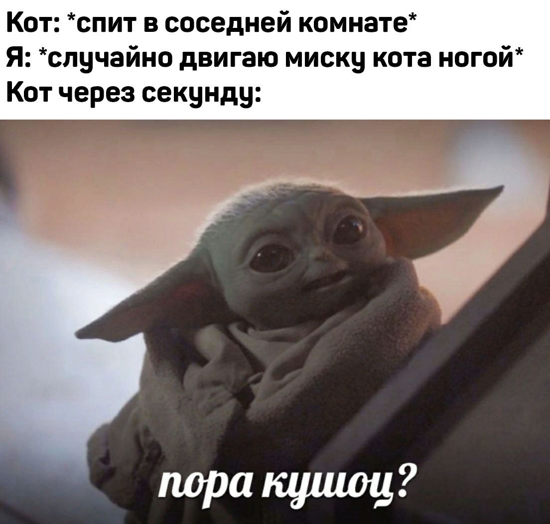 Кот: *спит в соседней комнате* Я: *случайно двигаю миску кота ногой* Кот через секунду: пора кушои?