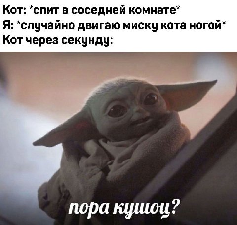 Кот: *спит в соседней комнате* Я: *случайно двигаю миску кота ногой* Кот через секунду: пора кушои?