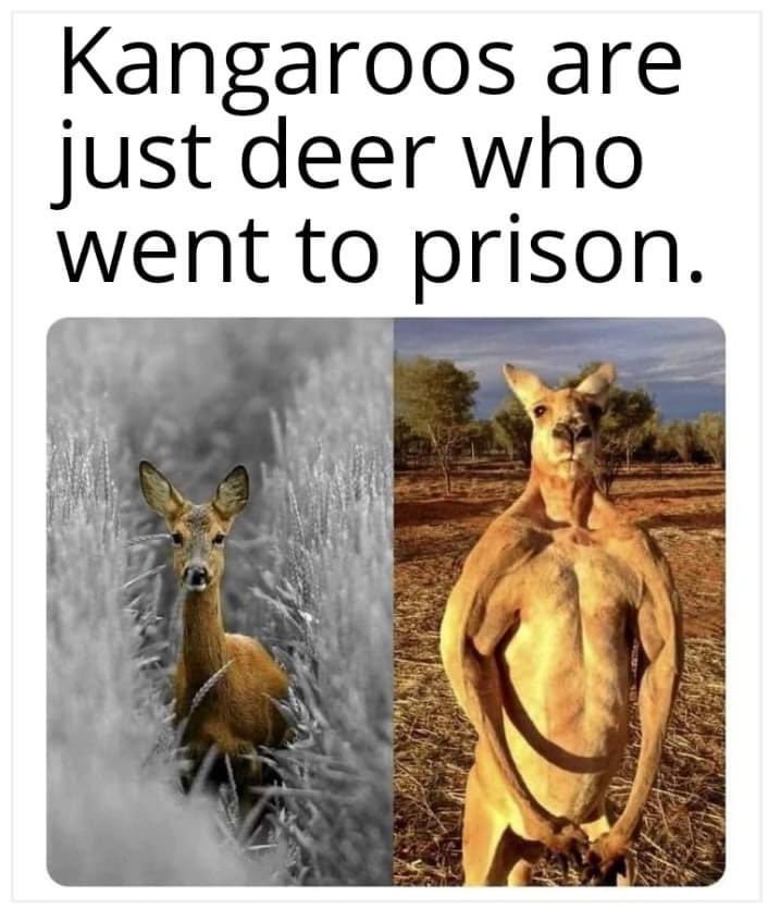 Kangaroos are just deer who went to prison. 4