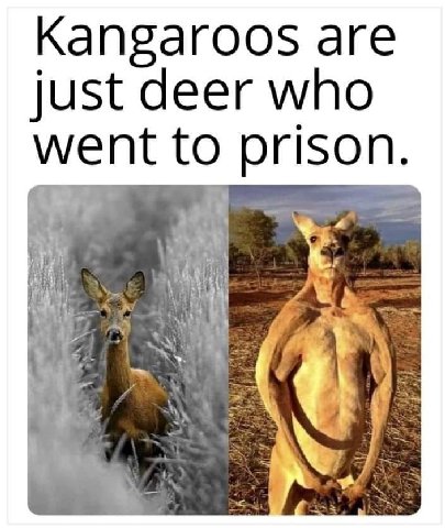 Kangaroos are just deer who went to prison. 4