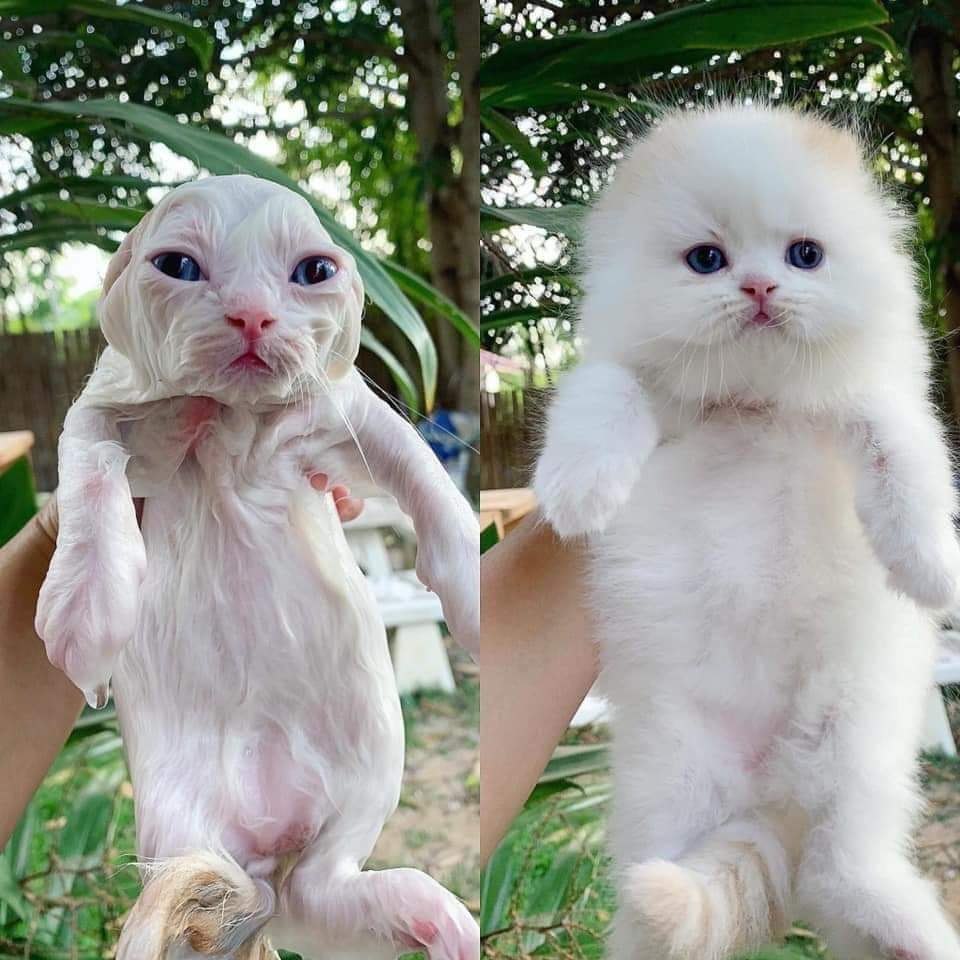 me as А