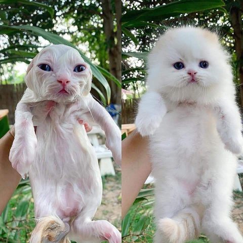 me as А