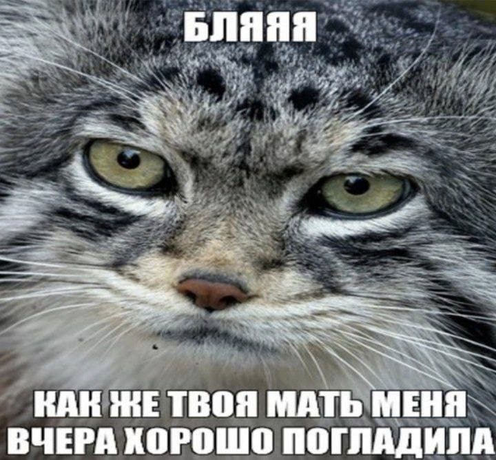 БЛЯЯЯ КАК ЖЕ ТВОЯ МАТЬ МЕНЯ ВЧЕРА ХОРОШО ПОГЛАДИЛА