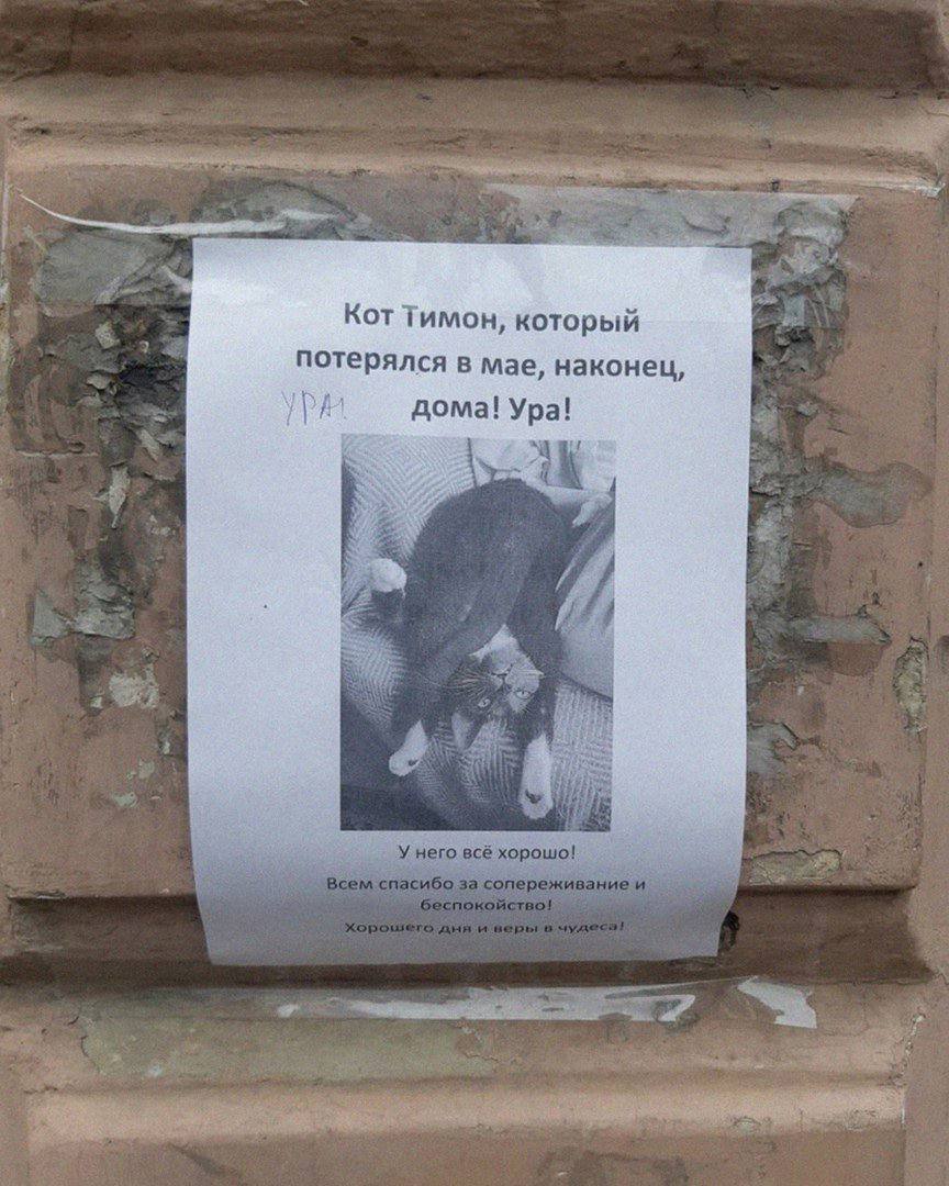 he Кот Тимон, который 4 потерялся в мае, наконец, дома! Ура! к Beas 3 спасибо за сопереживаниеи i В