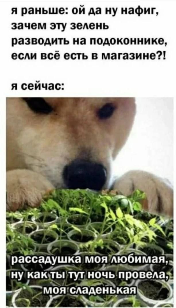 я раньше: да ну нафиг, зачем эту зелень разводить на подоконнике, если всё есть в магазине?! я сеичас aS рассадушка моя любимая; ну как: ты гул ночь моя! or