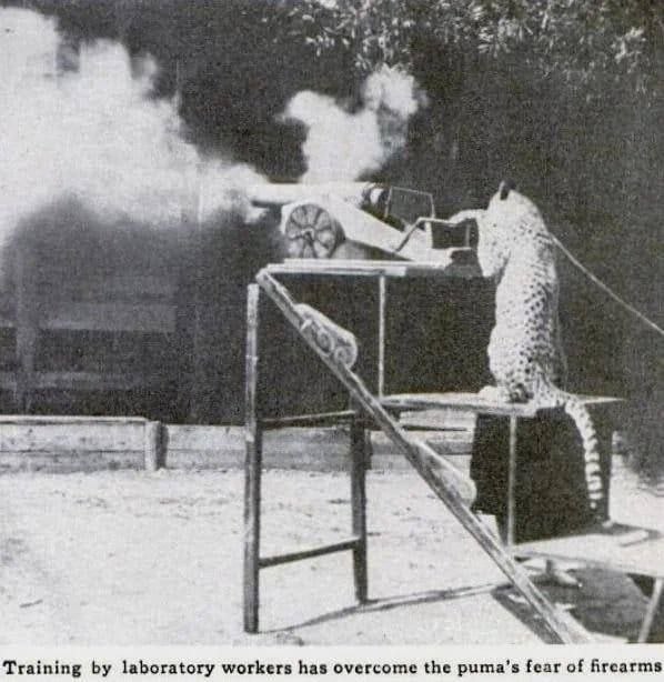 Training laboratory workers has overcome the puma’s fear of firearms