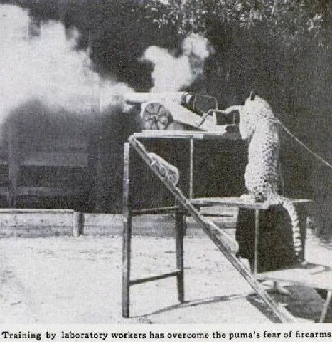 Training laboratory workers has overcome the puma’s fear of firearms