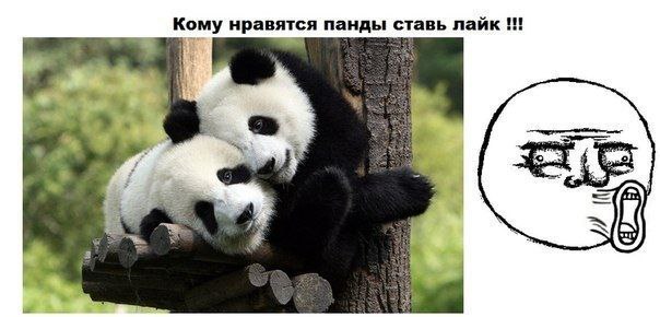 Кому нравятся панды ставь лайк a 3