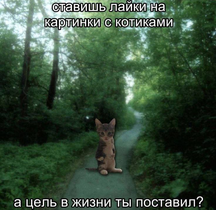 лайкизна котиками, а цель в жизни ты поставил?