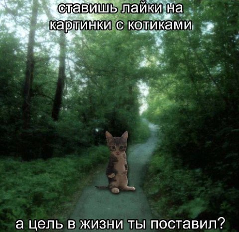 лайкизна котиками, а цель в жизни ты поставил?