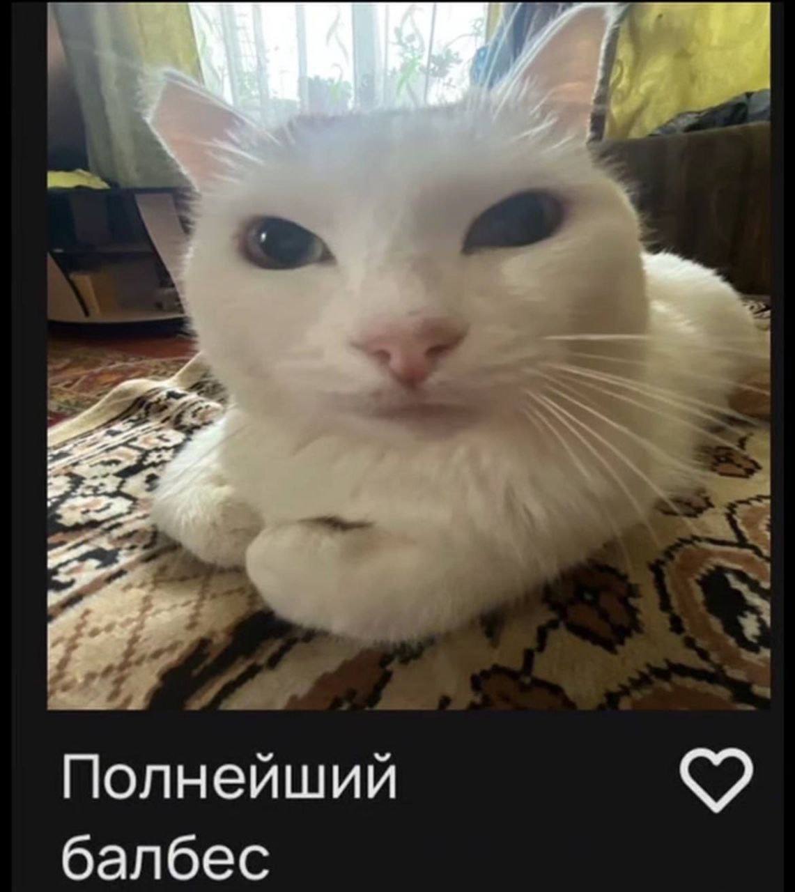 Полнейший балбес