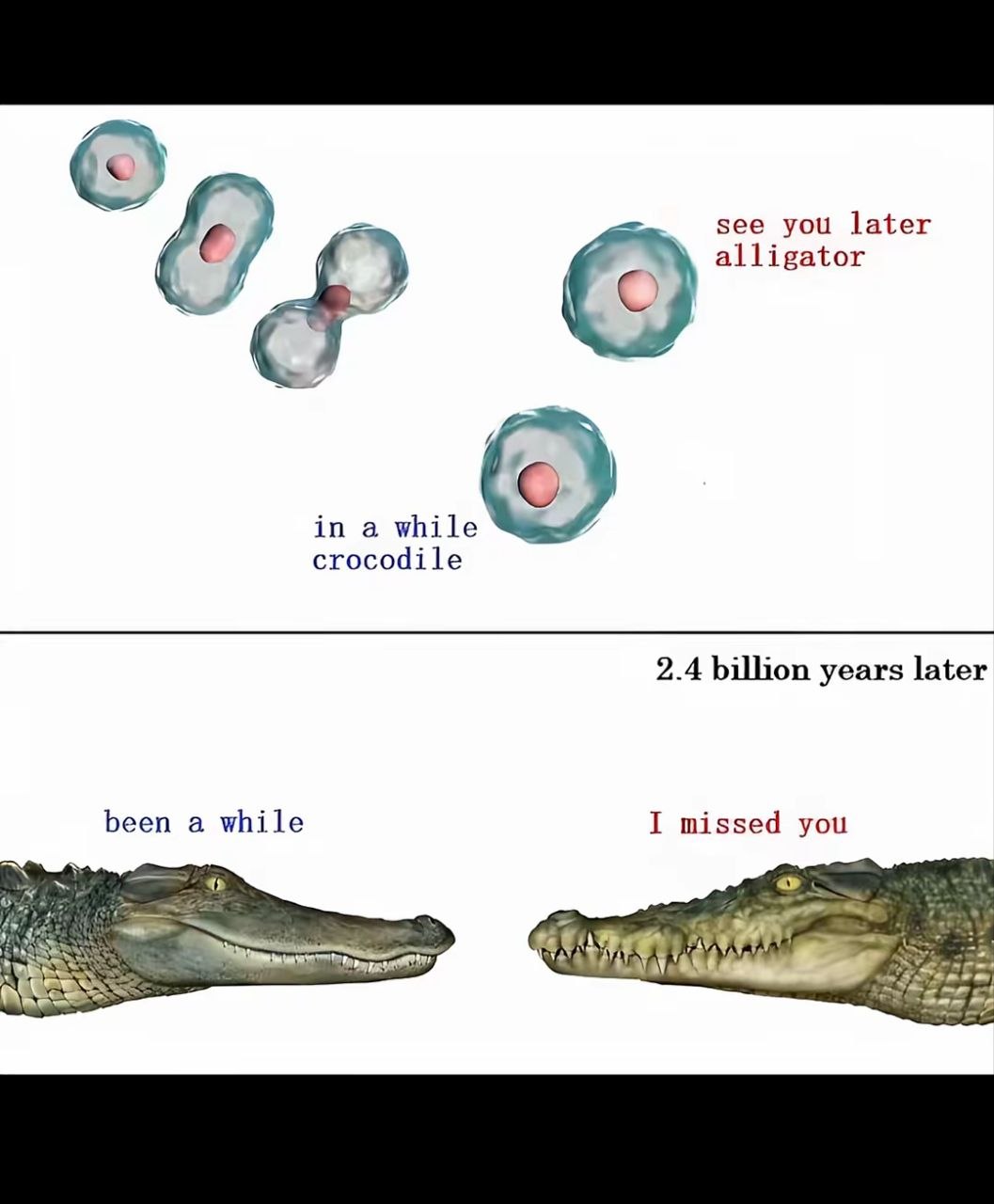 see you later alligator in a while crocodile 2.4 billion years later been a while I missed you а