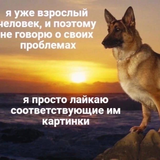 я уже взрослый человек, и поэтому не говорю о своих проблемах я просто лайкаю соответствующие картинки
