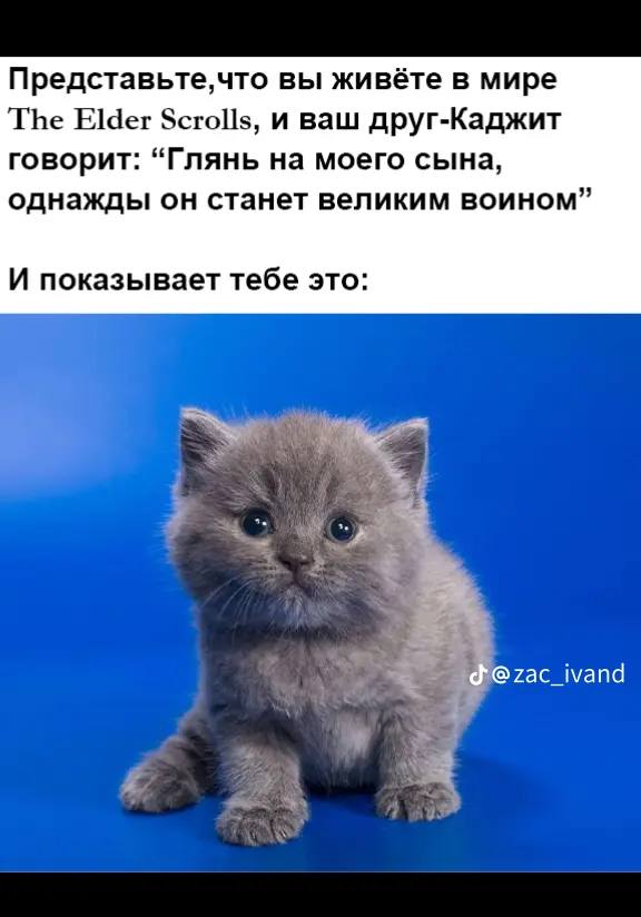 Представьте,что вы живёте в мире The Elder Scrolls, и ваш друг-Каджит говорит: “Глянь на моего сына, однажды он станет великим воином” И показывает тебе это: @zac_ivand