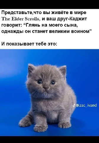 Представьте,что вы живёте в мире The Elder Scrolls, и ваш друг-Каджит говорит: “Глянь на моего сына, однажды он станет великим воином” И показывает тебе это: @zac_ivand