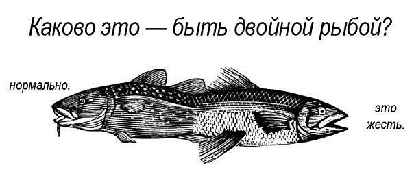 Каково это быть двойной рыбой? нормально. жесть.