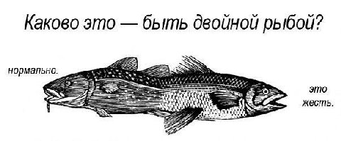 Каково это быть двойной рыбой? нормально. жесть.