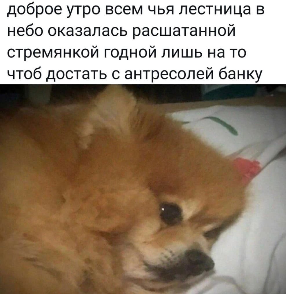 доброе утро всем чья лестница в небо оказалась расшатанной стремянкой годной лишь на то чтоб достать с антресолей банку