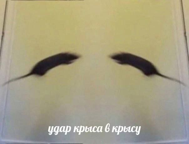 удар крыса 6 крысу