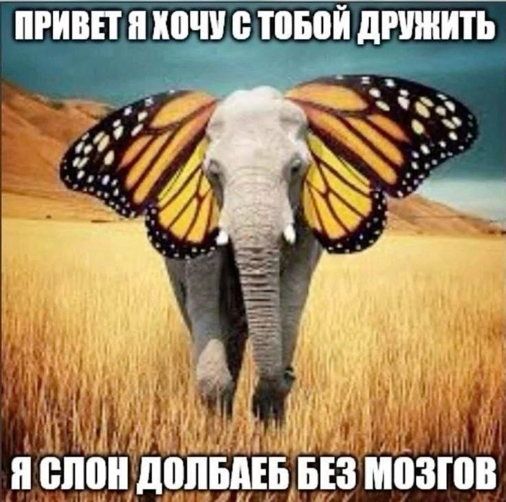 ПРИВЕТ Я ХОЧУ С ТОБОЙ 7 Я СЛОН ДОЛЬАЕБ мозгов