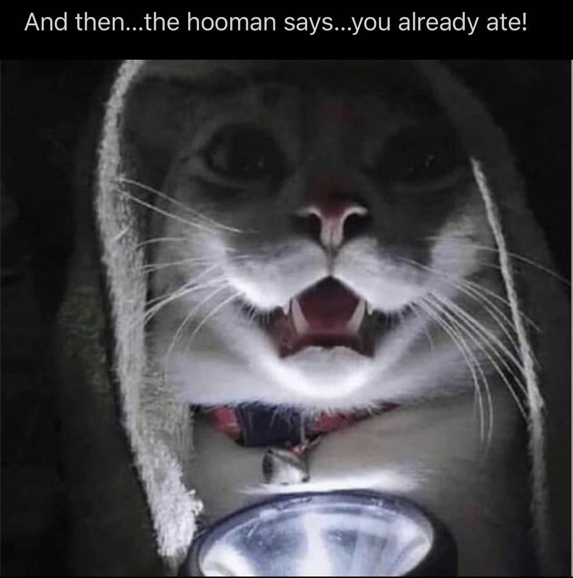 And then...the hooman says...you already ate!