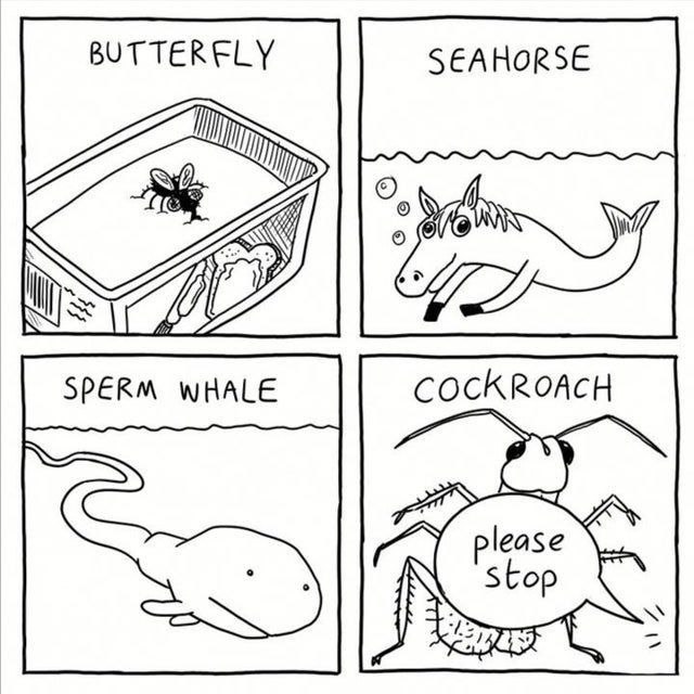 SEAHORSE please Stop