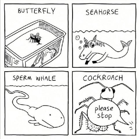 SEAHORSE please Stop