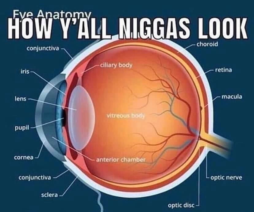 Еуе Anatomy choroid Cllary body retina macula согпеа anterior chamber conjunctiva орис nerve optic disc