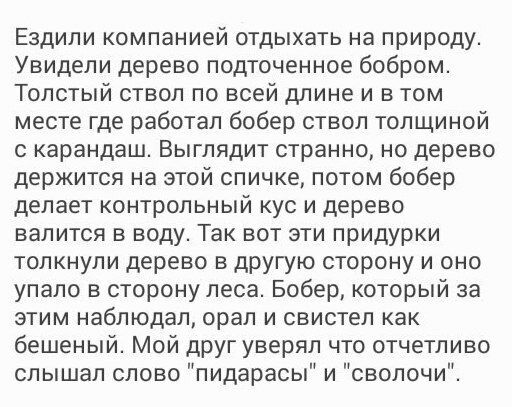 Ездили компанией отдыхать на природу. Увидели дерево подточенное бобром. Толстый ствол по всей длине и TOM месте где работал бобер ствол толщиной с карандаш. Выглядит странно, но дерево держится на эт
