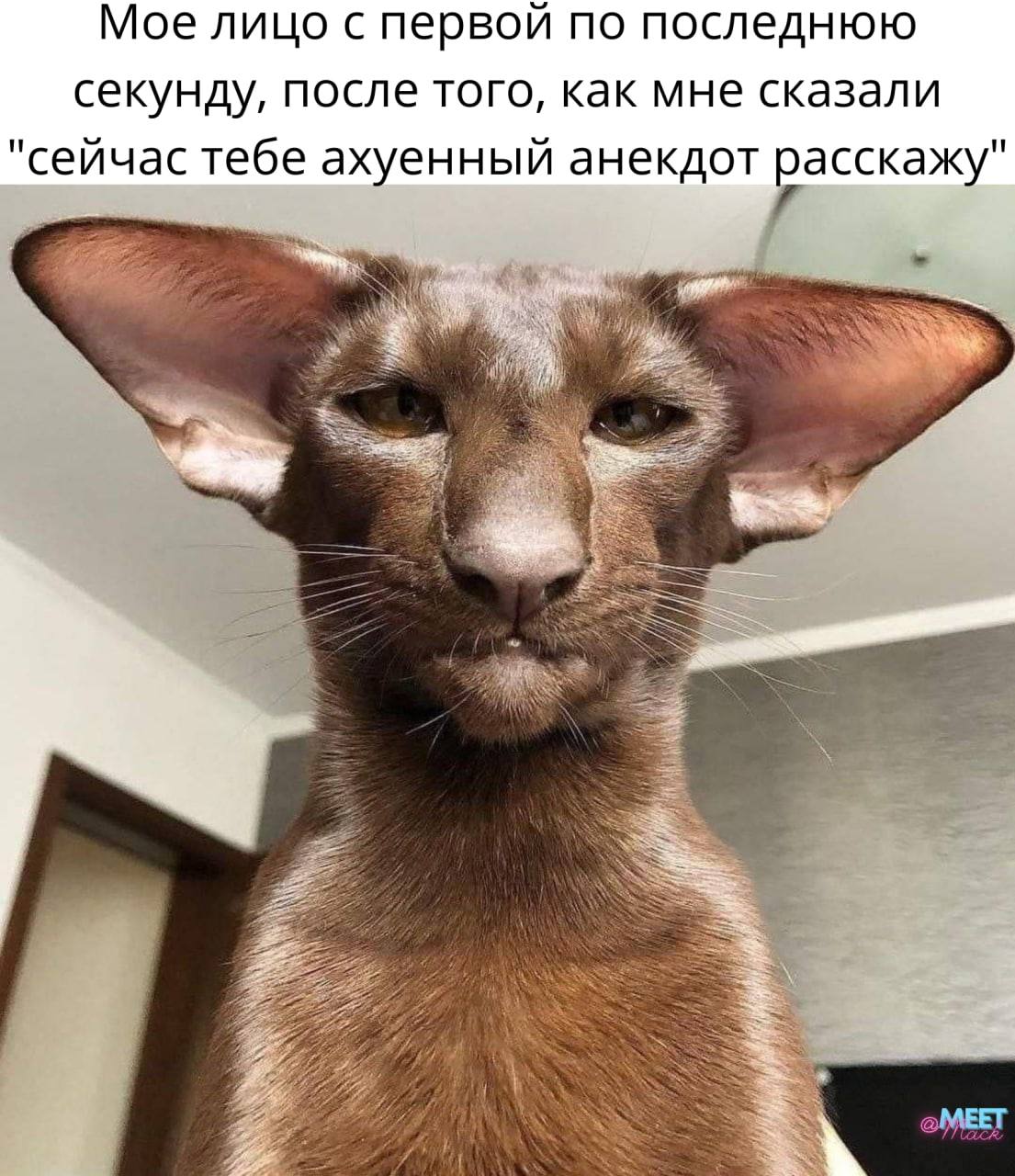 Мое лицо с первой по последнюю секунду, после того, как мне сказали "сейчас тебе ахуенный анекдот расскажу"