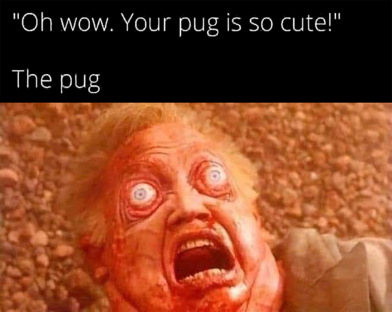 wow. Your pug is so The pug