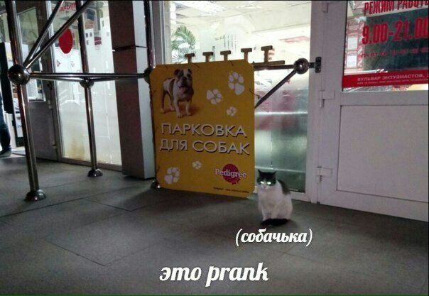 (собачька) это prank