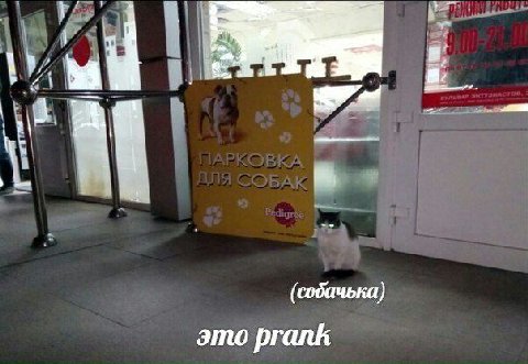 (собачька) это prank