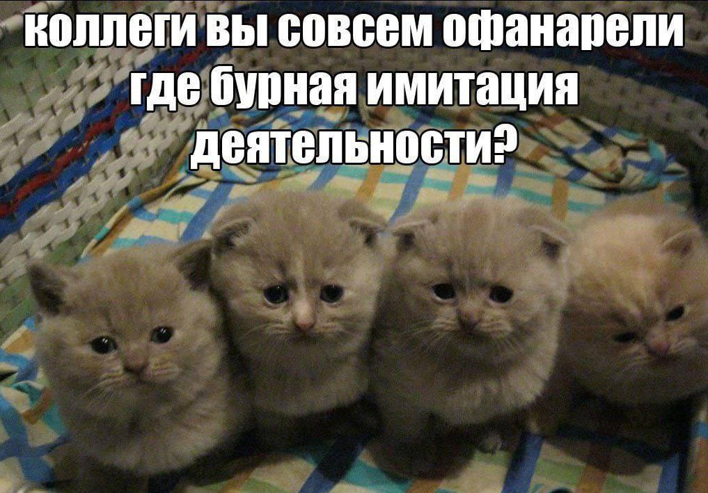 коллеги вы совсем офанарели где бурная имитация деятельности?