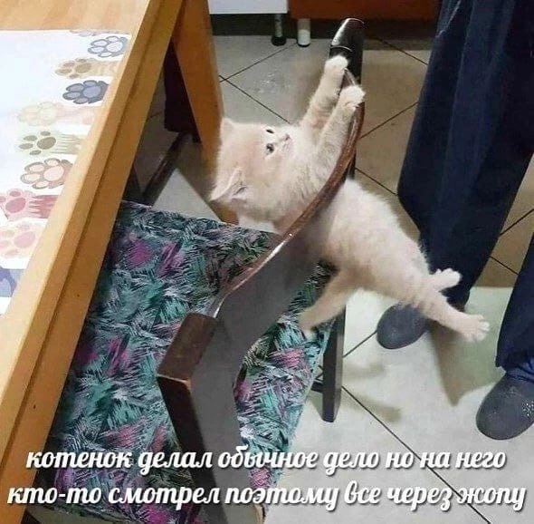 в А котенок делал обычное дело него кто-то смотрел все через