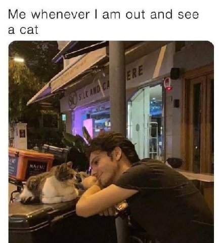 whenever out and see a cat